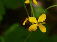 Chelidonium majus