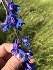 Delphinium carolinianum