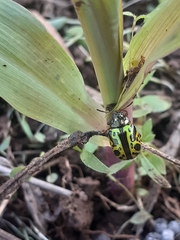 Calligrapha pantherina
