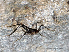 Dolichopoda geniculata