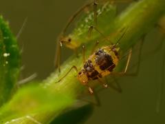 Neomyzus circumflexum