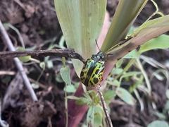 Calligrapha pantherina