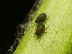 Aphididae