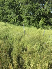 Delphinium carolinianum