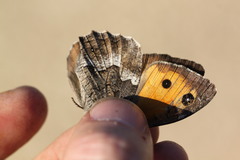 Hipparchia cypriensis