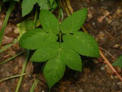 Aegopodium podagraria