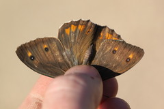 Hipparchia cypriensis