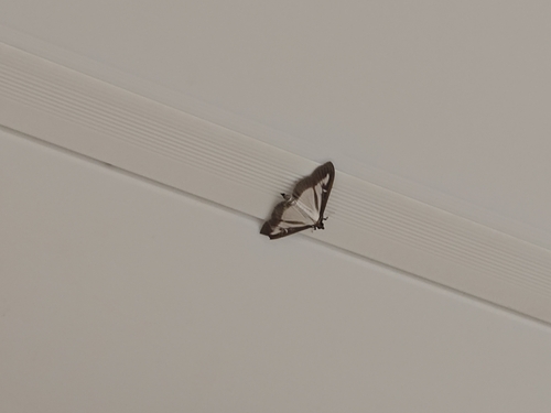 Box Tree Moth