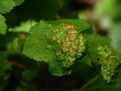 Ribes rubrum