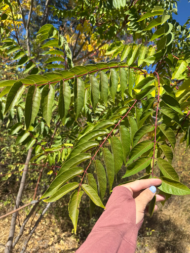 tree-of-heaven