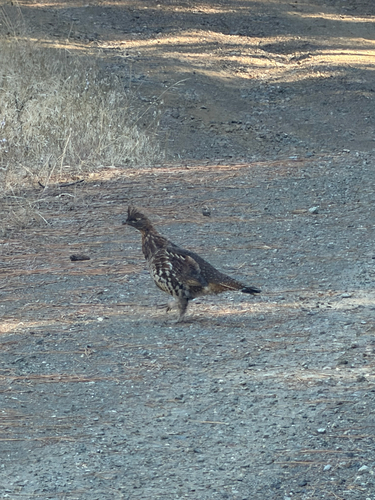 Ruffed Grouse