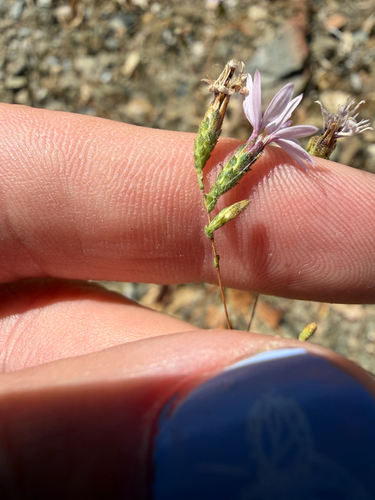 slenderstem lessingia