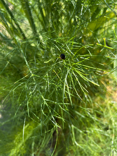 Spiny-legged Stingless bee