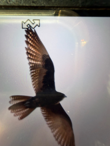 Brown Falcon