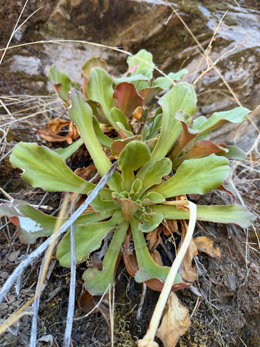 Heckner's lewisia
