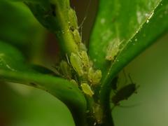 Aphididae