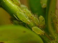 Aphididae