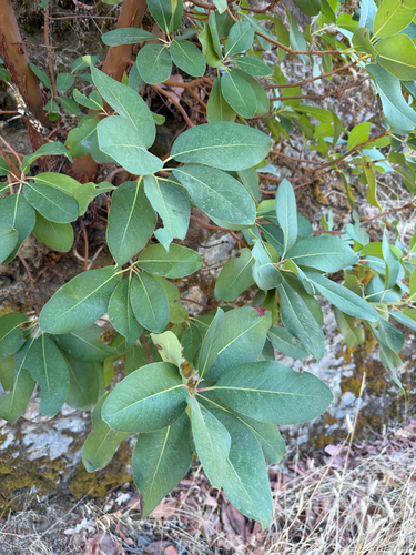 Pacific madrone