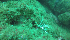 Hippocampus ingens