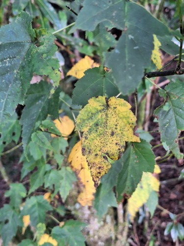 Acer caudatifolium observed 2026-09-26