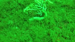 Hippocampus ingens