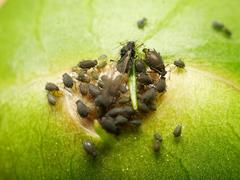 Aphis