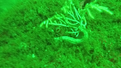 Hippocampus ingens