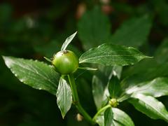 Aphis