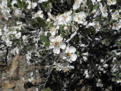 Peraphyllum ramosissimum