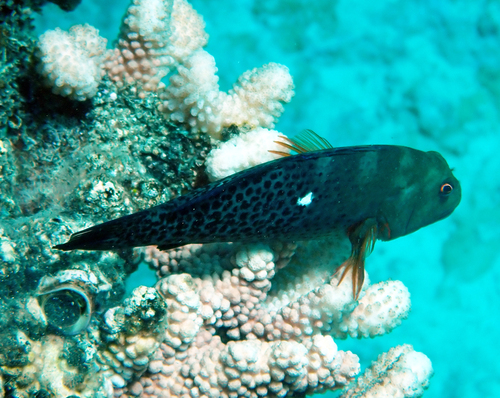 Paracirrhites hemistictus observed 2026-09-28