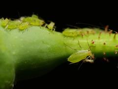 Aphididae