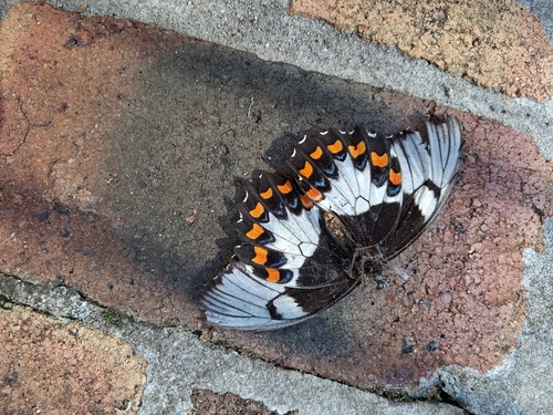 Australian Orchard Swallowtail