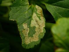Aegopodium podagraria