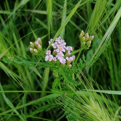 Achillea roseo-alba