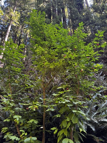 western burning bush