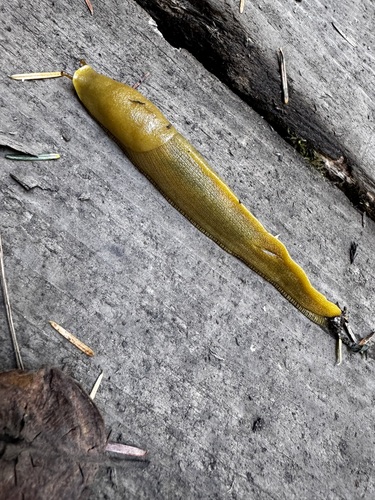 Button's Banana Slug