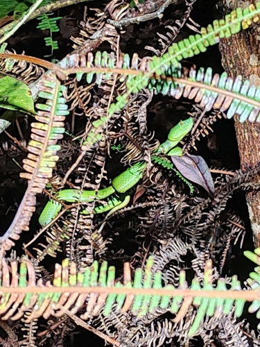 Trimeresurus sabahi sabahi