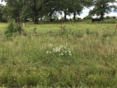 Penstemon arkansanus