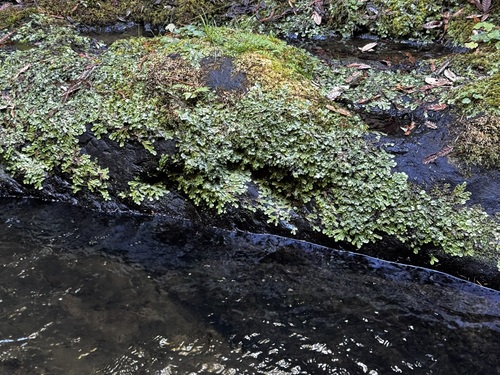 Snakewort