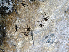 Dolichopoda geniculata