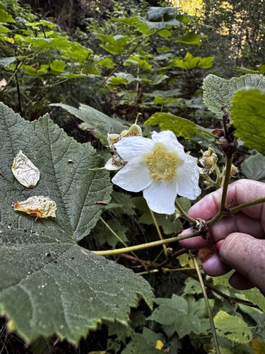thimbleberry