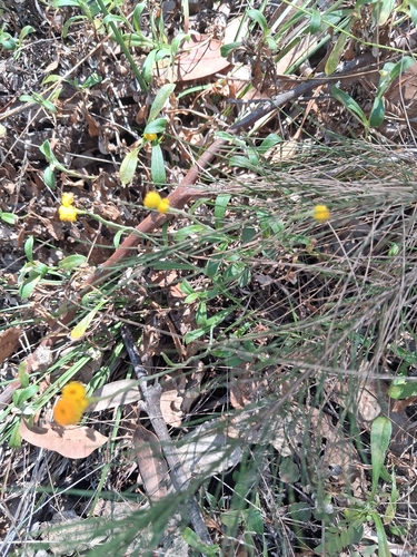 Common Everlasting