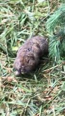 Thomomys