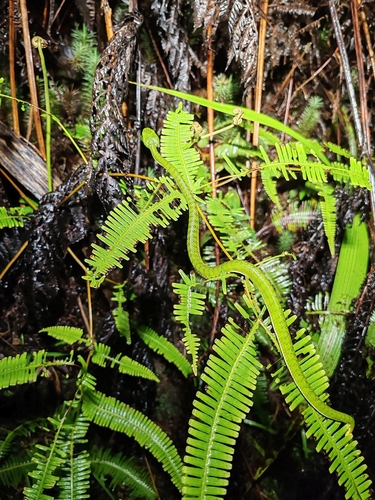 Malcolm’s Pitviper