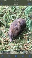 Thomomys