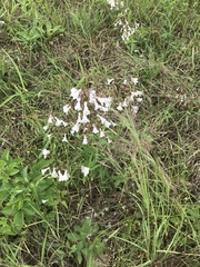 Penstemon arkansanus