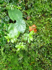 Maesa perlaria formosana