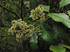 Critoniopsis bogotana