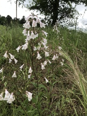 Penstemon arkansanus