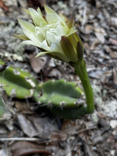 Cereus fernambucensis